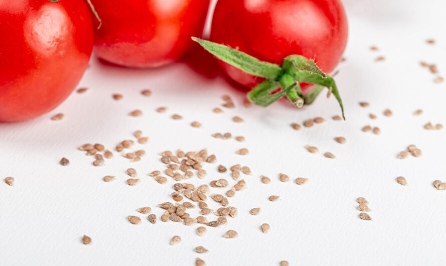 Zaden van tomaten oogsten